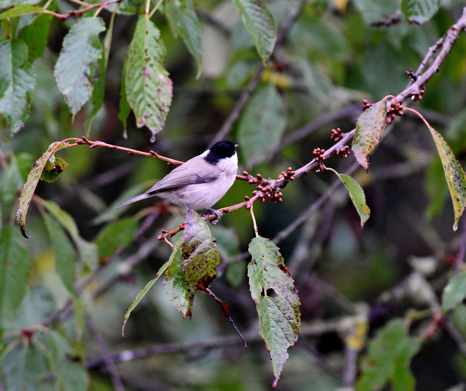Nikon D500 sample photo. Tit, matkop, bird photography