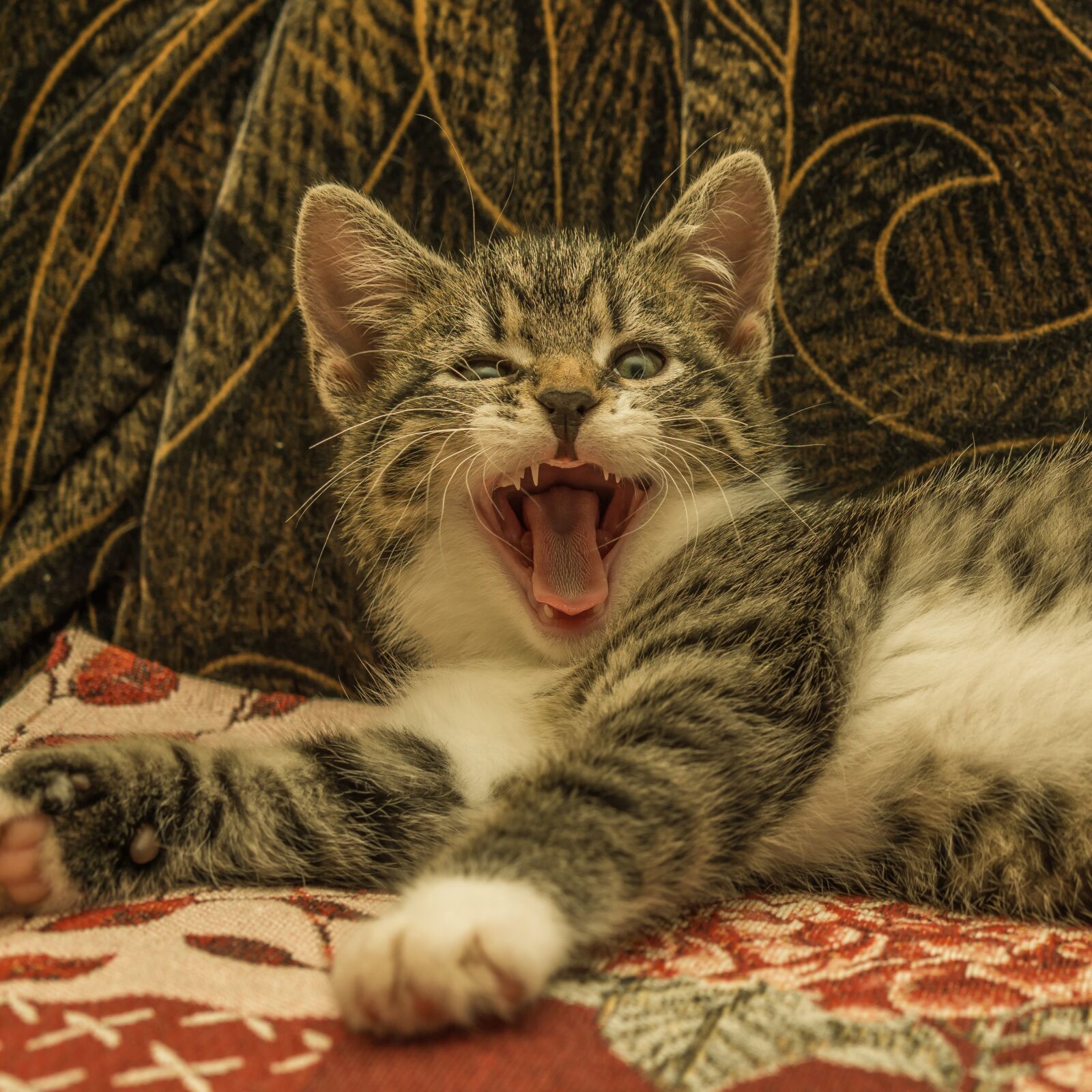 30mm F1.4 DC DN | Contemporary 016 sample photo. Cat, small, mackerel photography