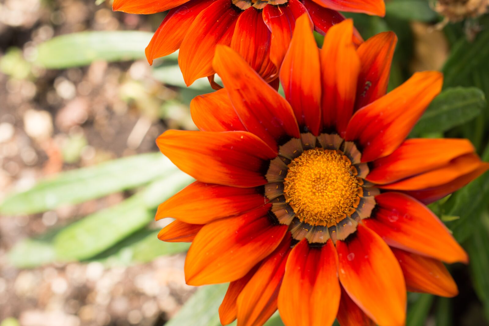 Nikon D7200 sample photo. Flower, blossom, bloom photography