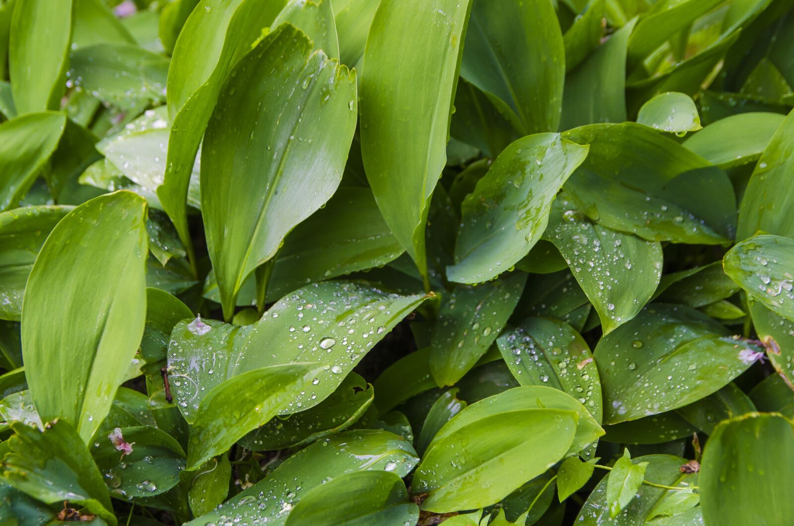 Nikon D7000 sample photo. Leaves, green, plant photography