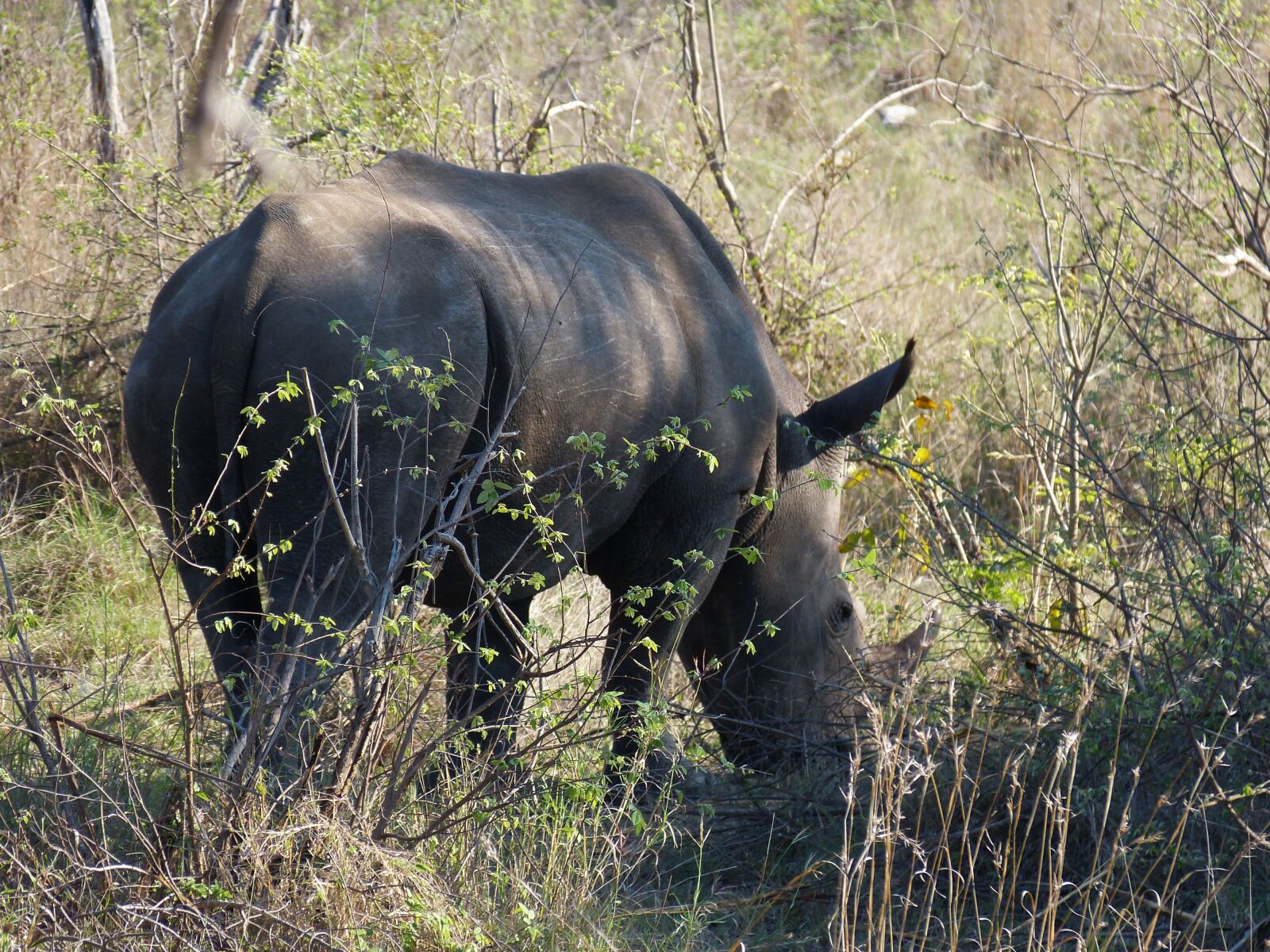Panasonic Lumix DMC-FZ150 sample photo. South africa, safari, tourism photography