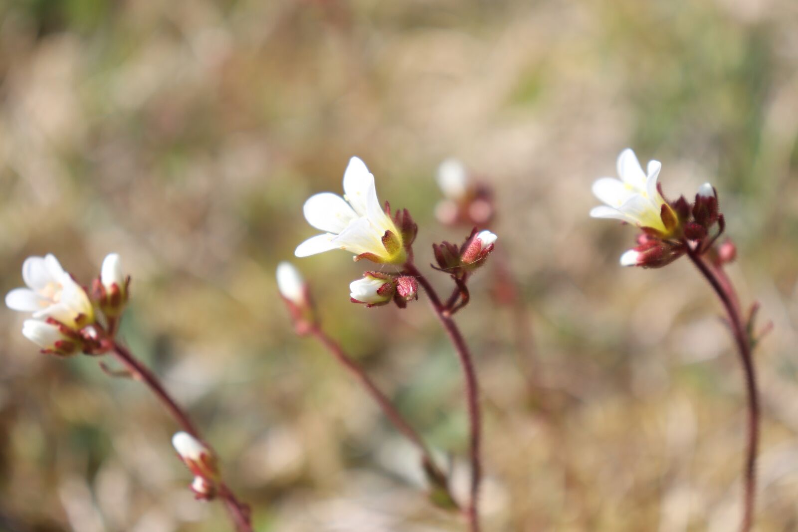 Canon EOS 77D (EOS 9000D / EOS 770D) sample photo. Flowers, white, spring photography