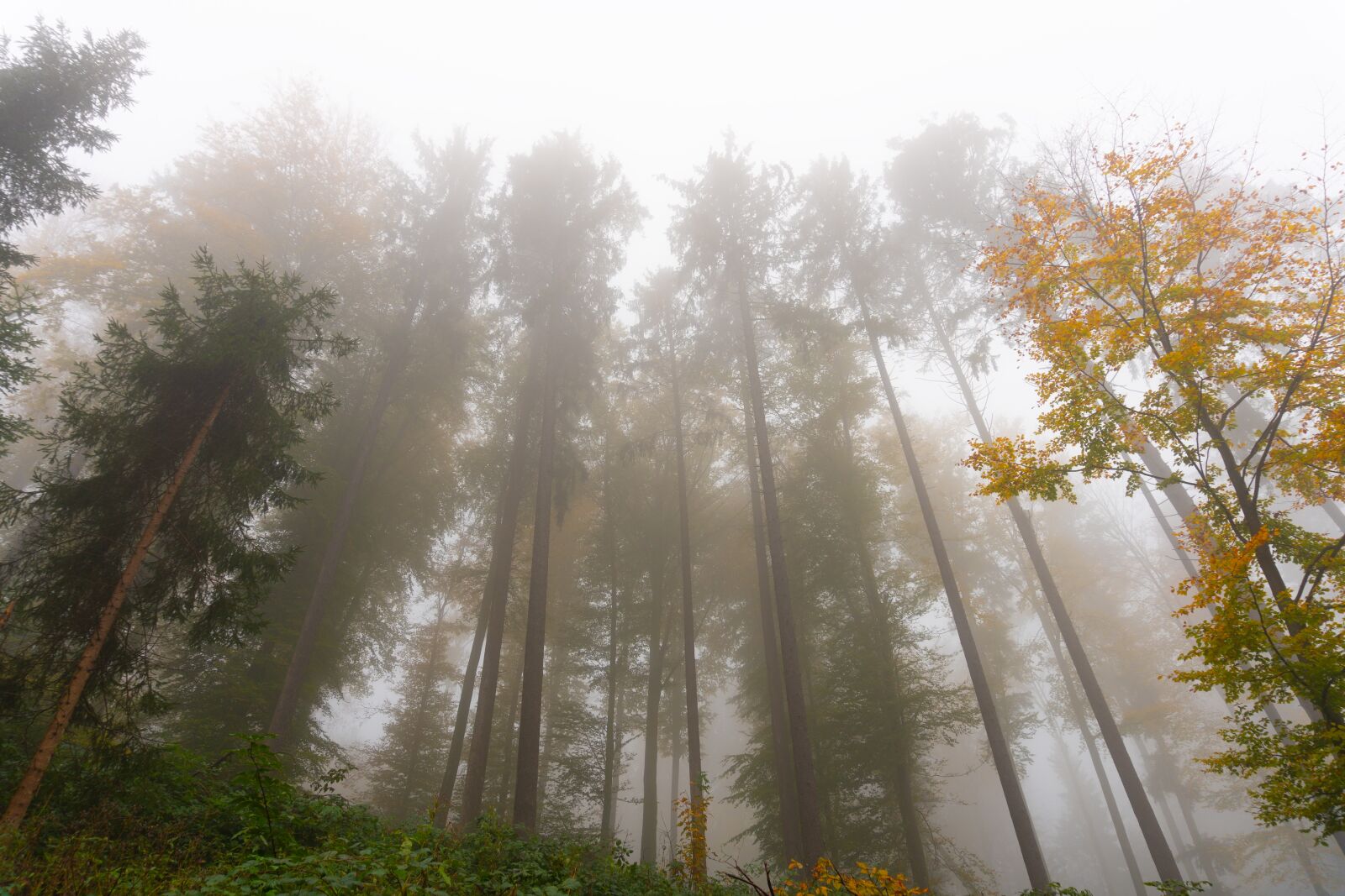 Sony a6500 sample photo. Trees, fog, autumn photography