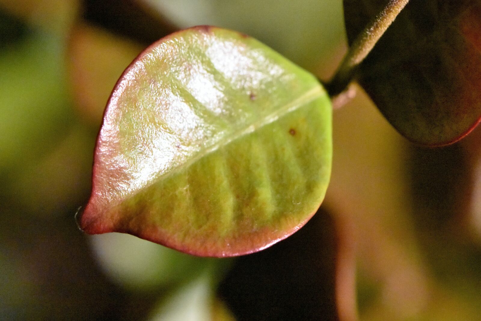 Nikon D3400 sample photo. Leaf, nature, plant photography