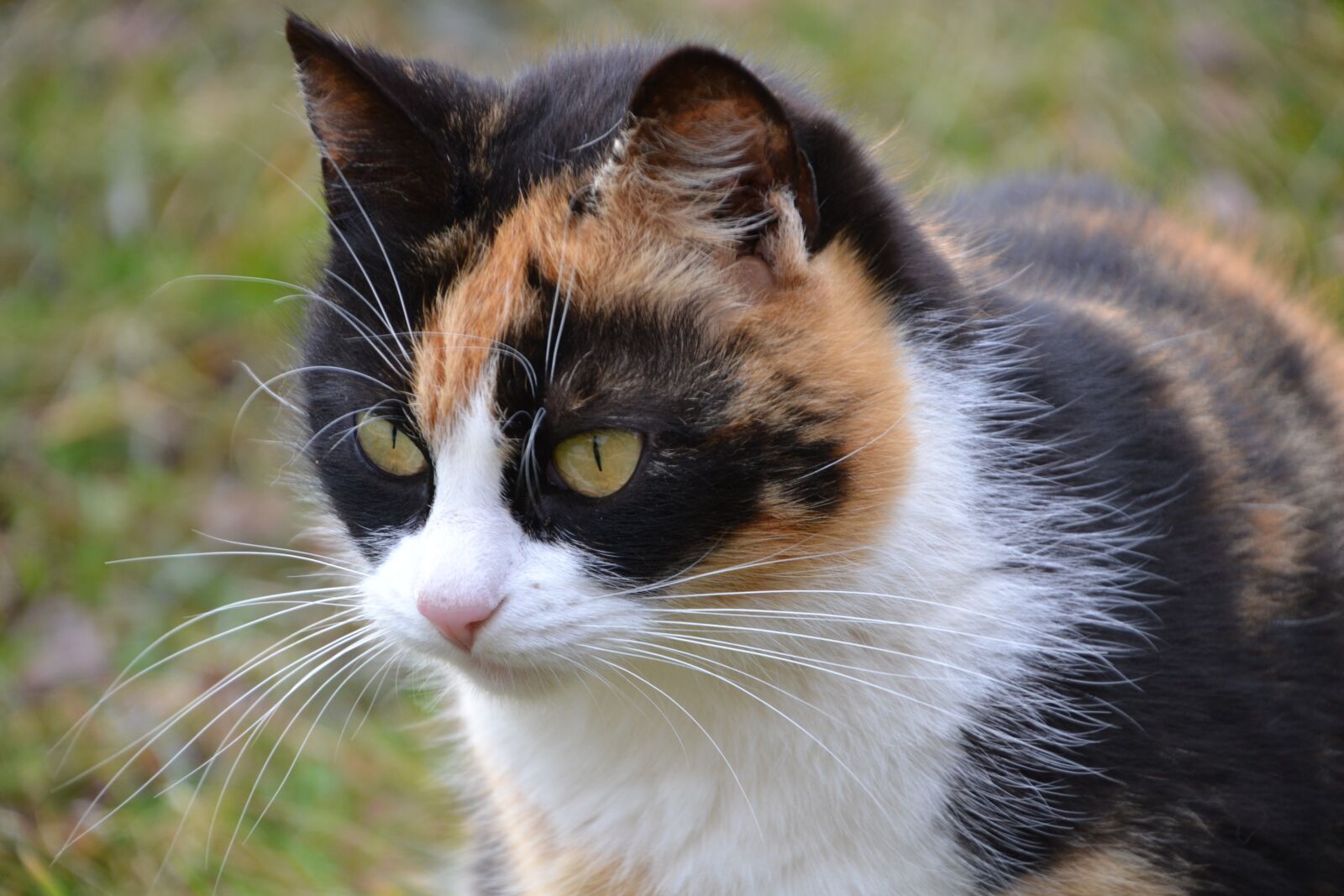 Nikon D3100 sample photo. Cat, three colors, lucky photography