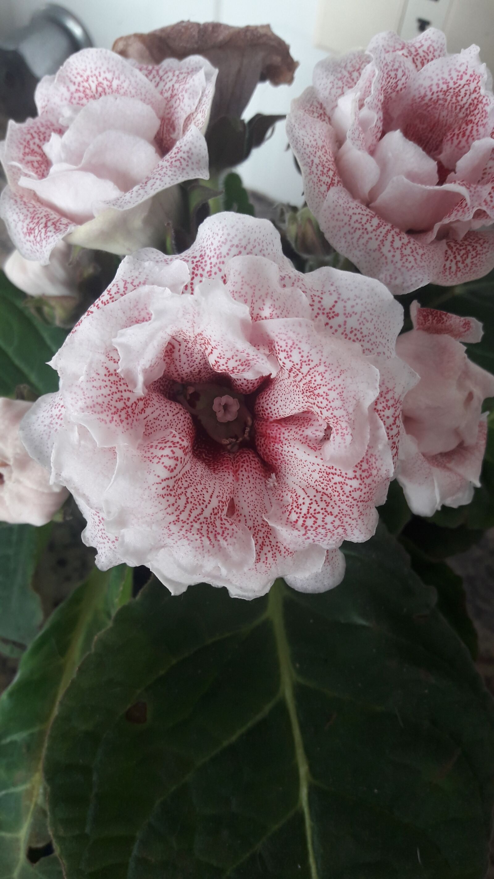 Samsung Galaxy J7 Neo sample photo. Flowers, spring, nature photography