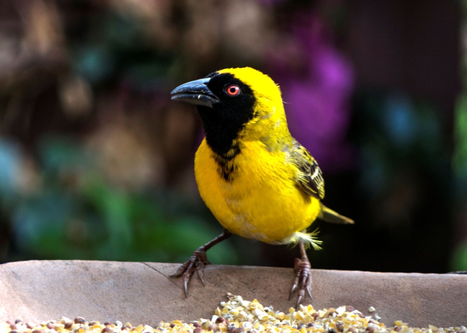Nikon D90 sample photo. Yellow finch, bird, nature photography