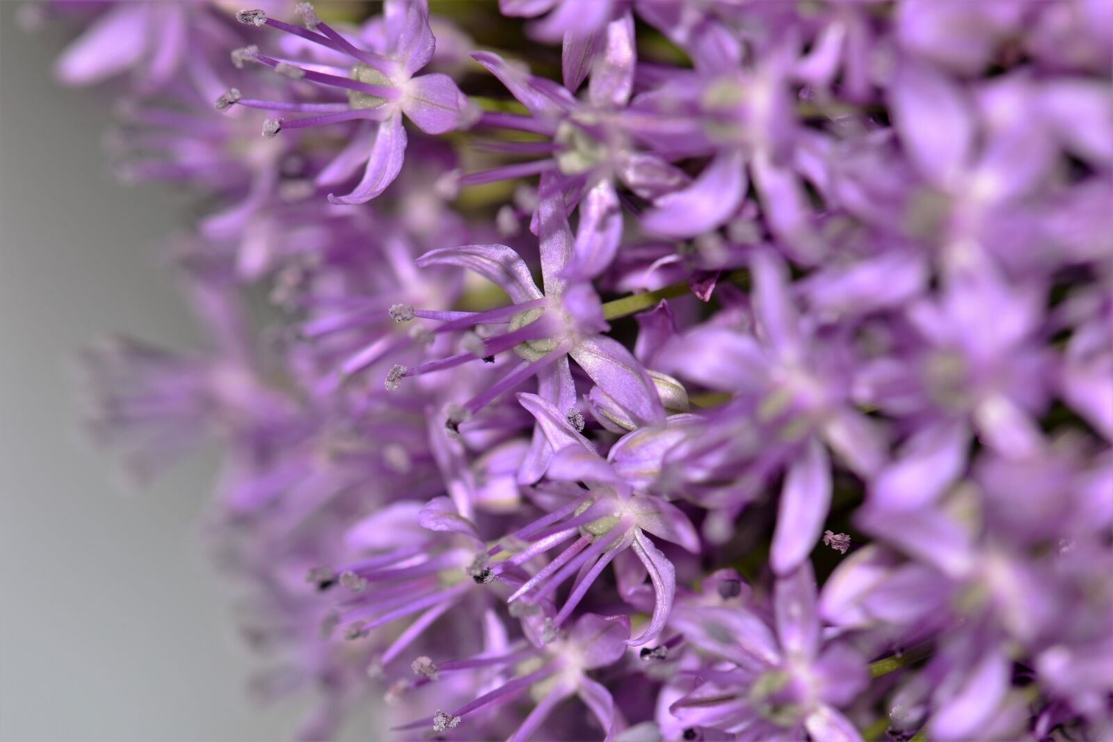 Nikon D5500 sample photo. Ornamental onion, violet, plant photography