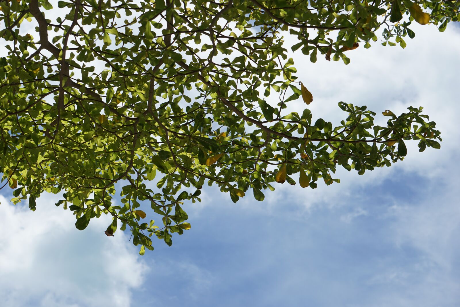 Sony E 55-210mm F4.5-6.3 OSS sample photo. The branches, of the photography