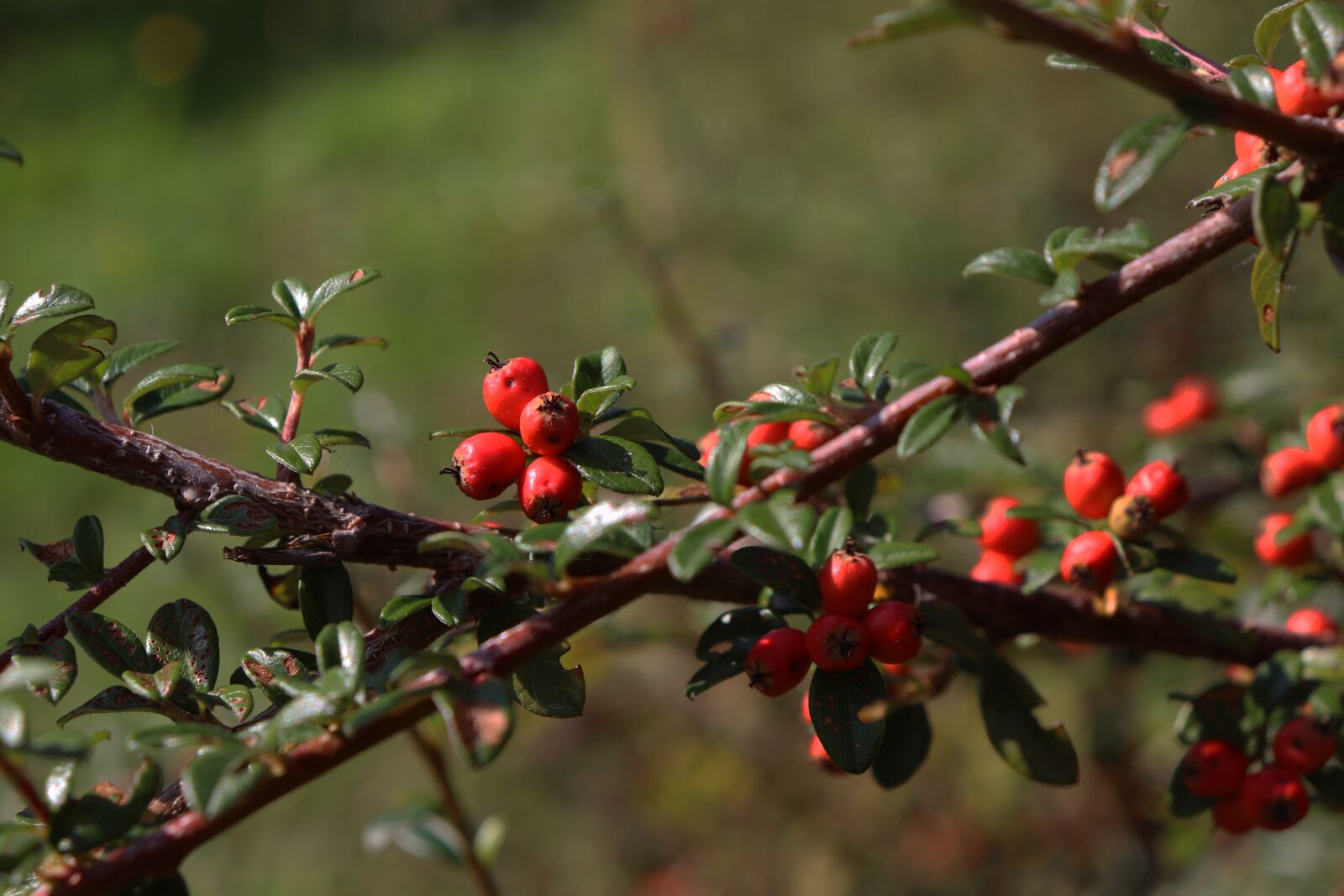 Canon EOS 800D (EOS Rebel T7i / EOS Kiss X9i) sample photo. Firethorn, autumn, bush photography