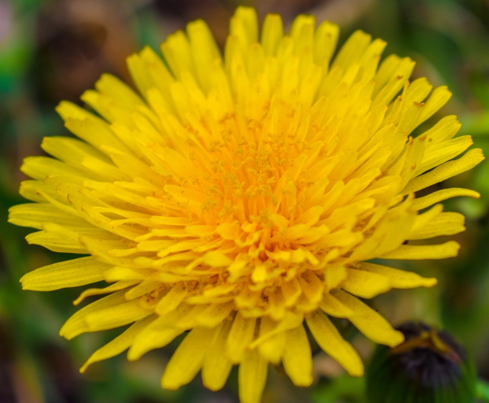 Nikon D3500 sample photo. Dandelion, flower, yellow photography