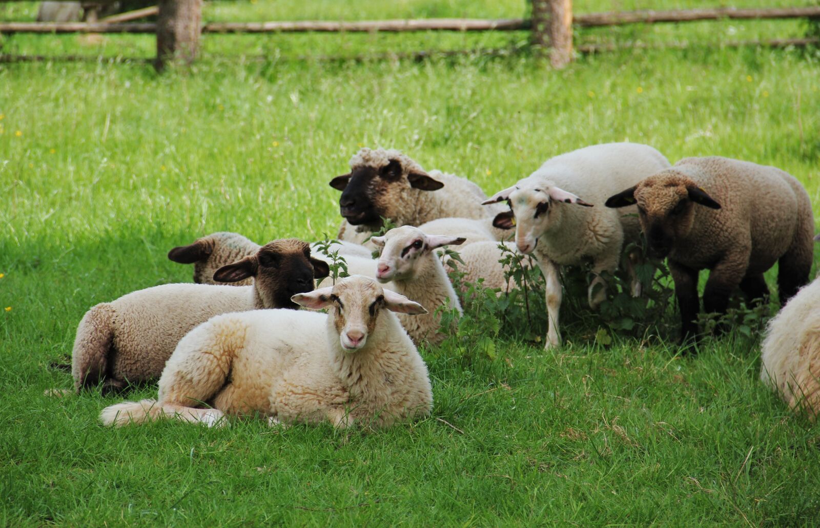 Canon EOS 550D (EOS Rebel T2i / EOS Kiss X4) sample photo. Sheep, lambs, flock of photography