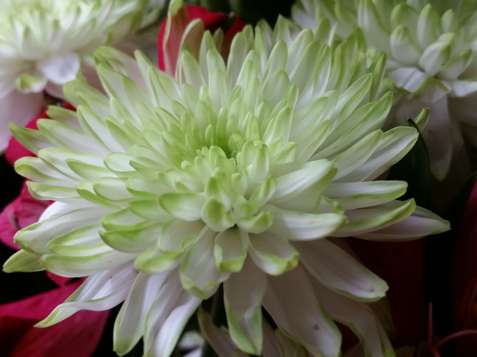 Samsung Galaxy S5 sample photo. Flower, white, beautiful photography