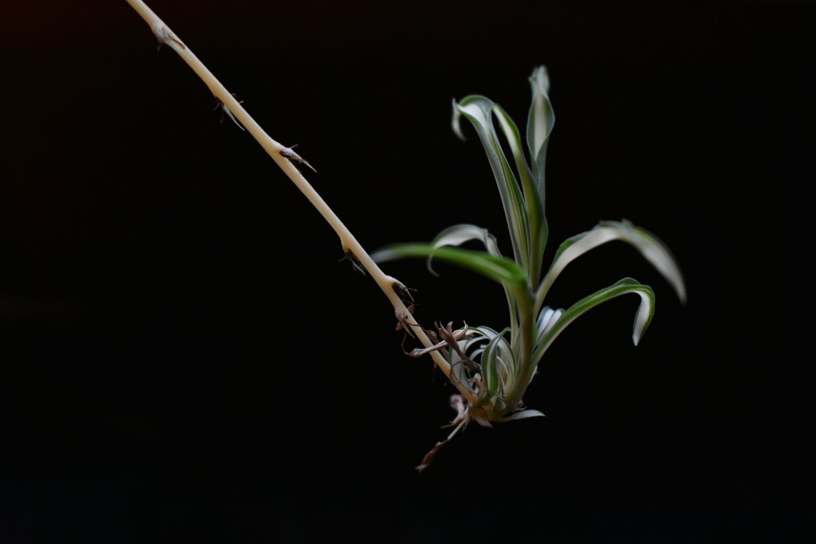 Nikon D3400 sample photo. Flora, plant, green photography