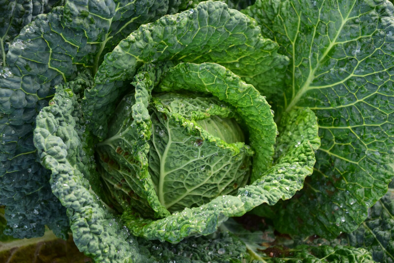 Nikon D3300 sample photo. Savoy, savoy cabbage, healthy photography