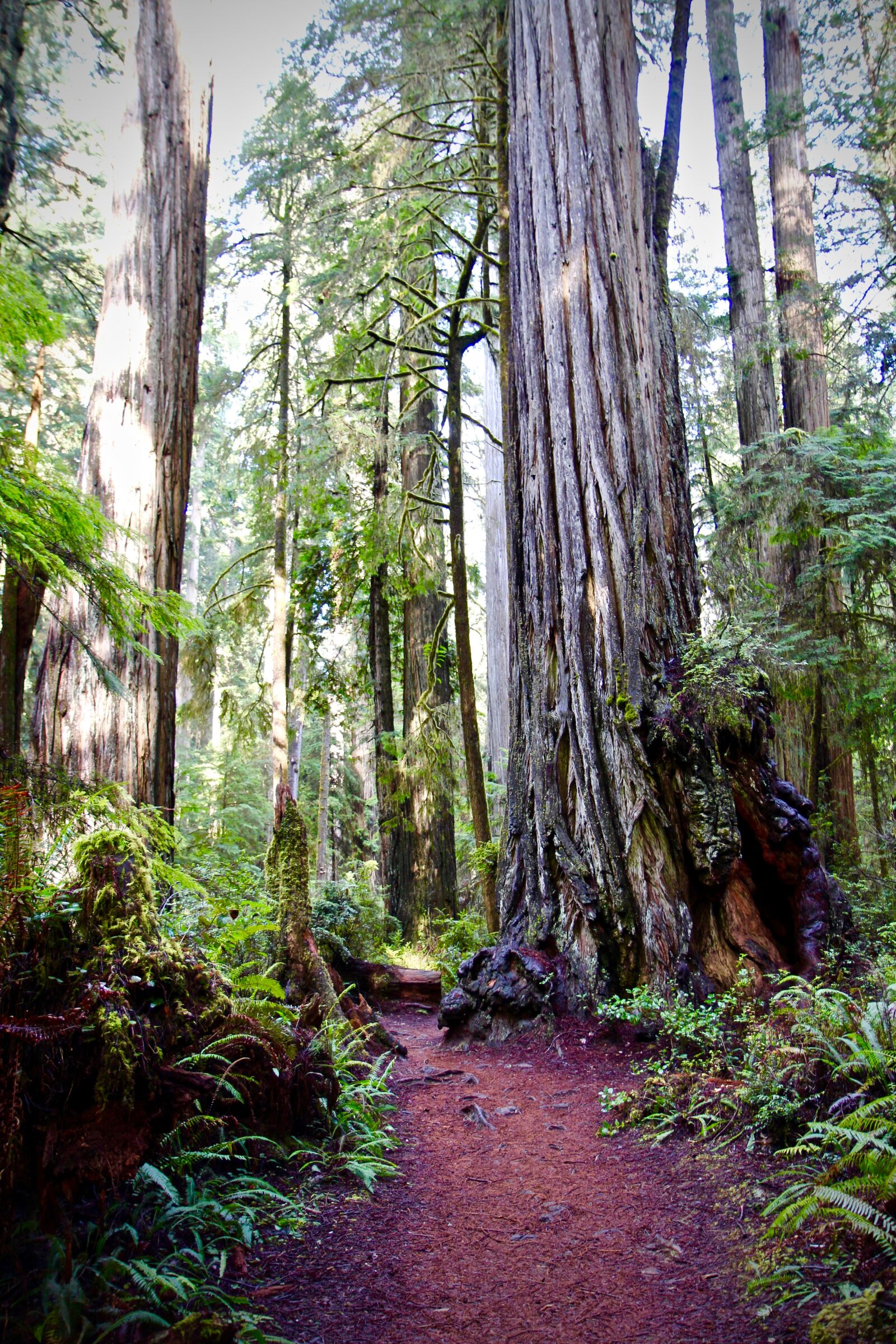 Canon EOS 650D (EOS Rebel T4i / EOS Kiss X6i) sample photo. Redwoods, trail, california photography