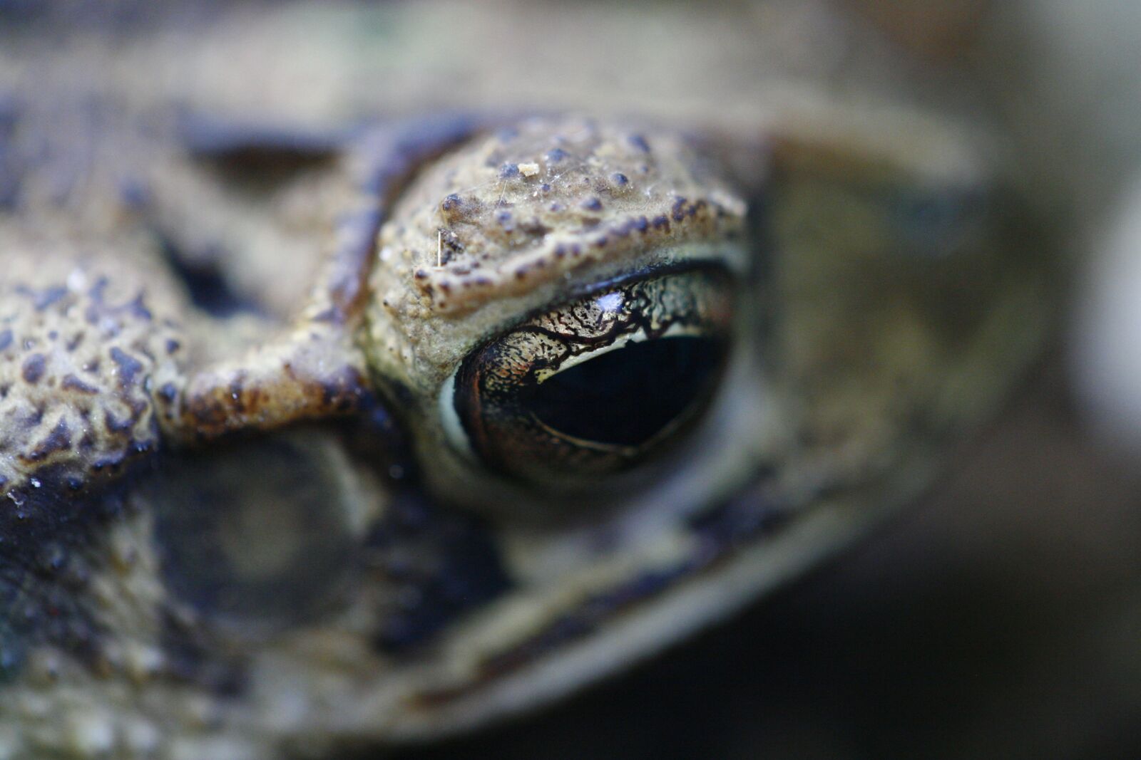 Canon EOS 30D sample photo. Frog, amphibian, closeup photography