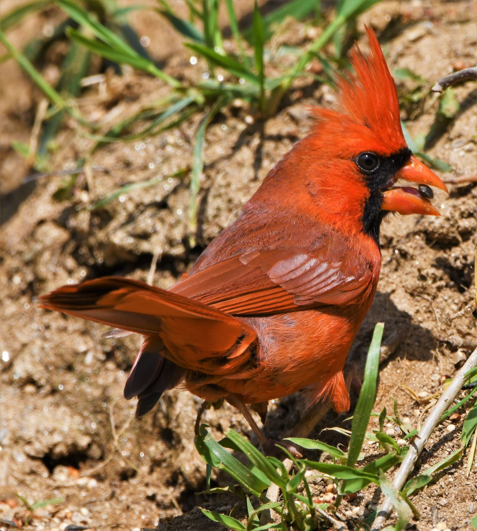 Nikon D850 sample photo. Bird, redbird, cardinal photography