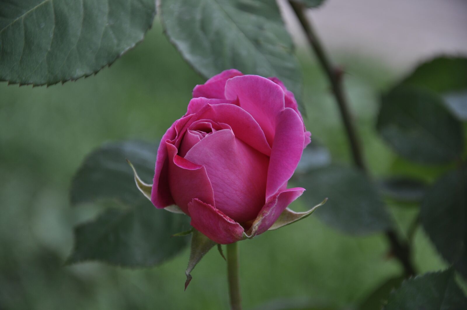 Nikon D90 sample photo. Rose, rose official, rose photography