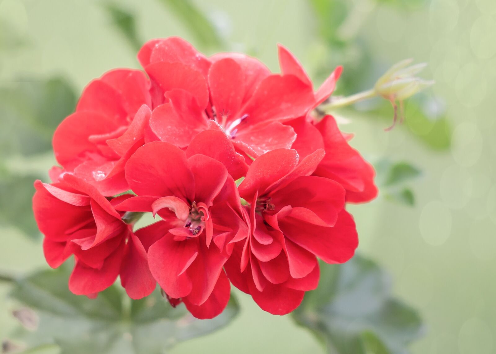 Canon EF 70-300 F4-5.6 IS II USM sample photo. Geranium, summer, balcony photography
