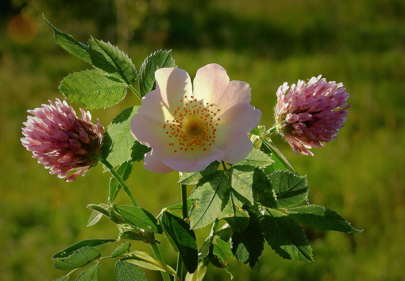 Nikon Coolpix P900 sample photo. Wild rose, clover, composition photography