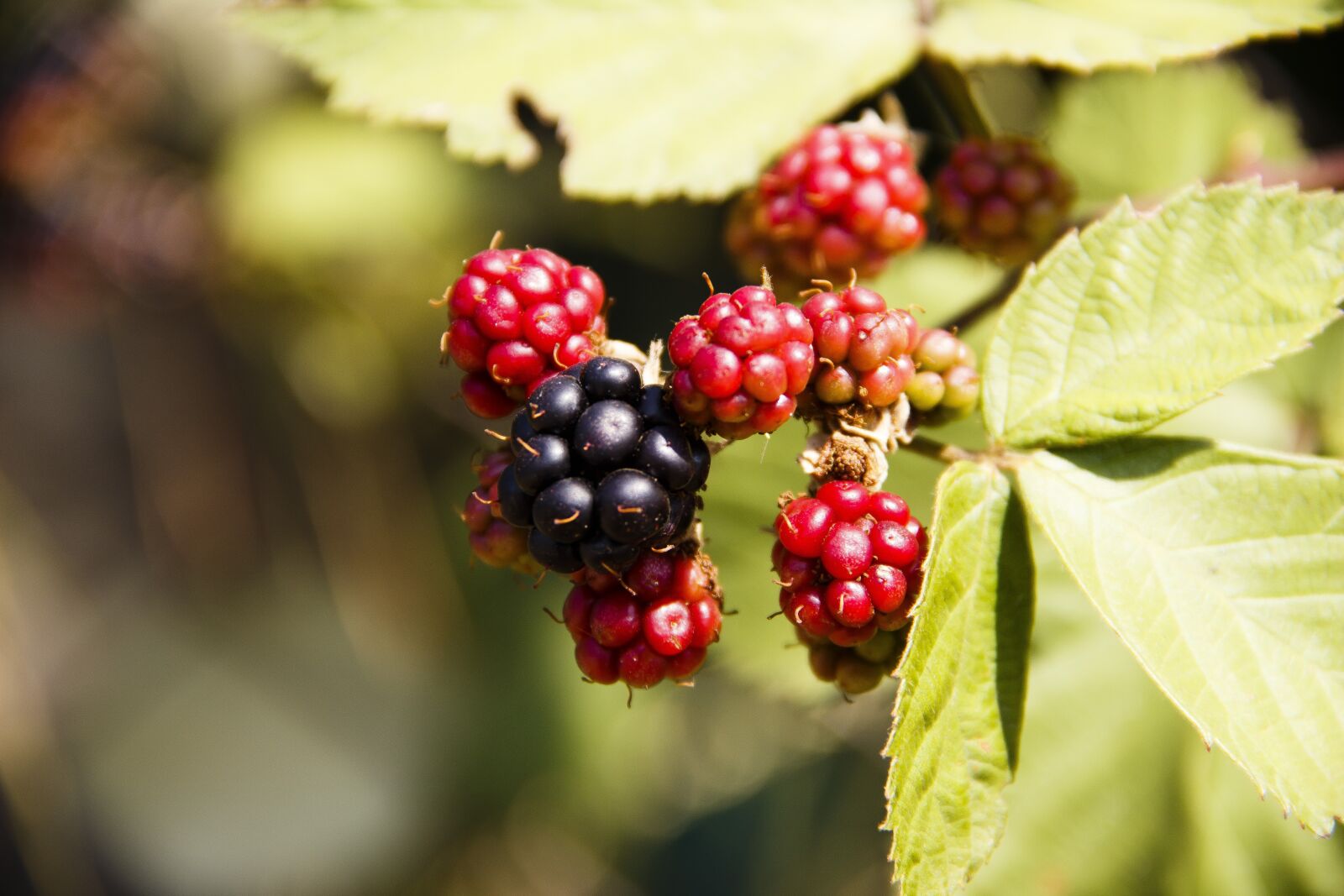 Canon EOS 650D (EOS Rebel T4i / EOS Kiss X6i) sample photo. Ajeevika, berry, forest berries photography