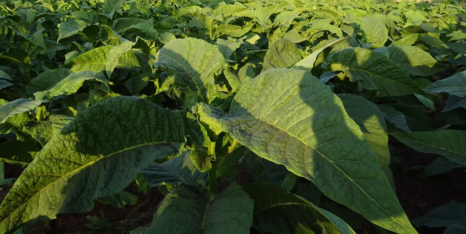 Sony DSC-HX60V sample photo. Tobacco, nicotiana tabacum, leaves photography