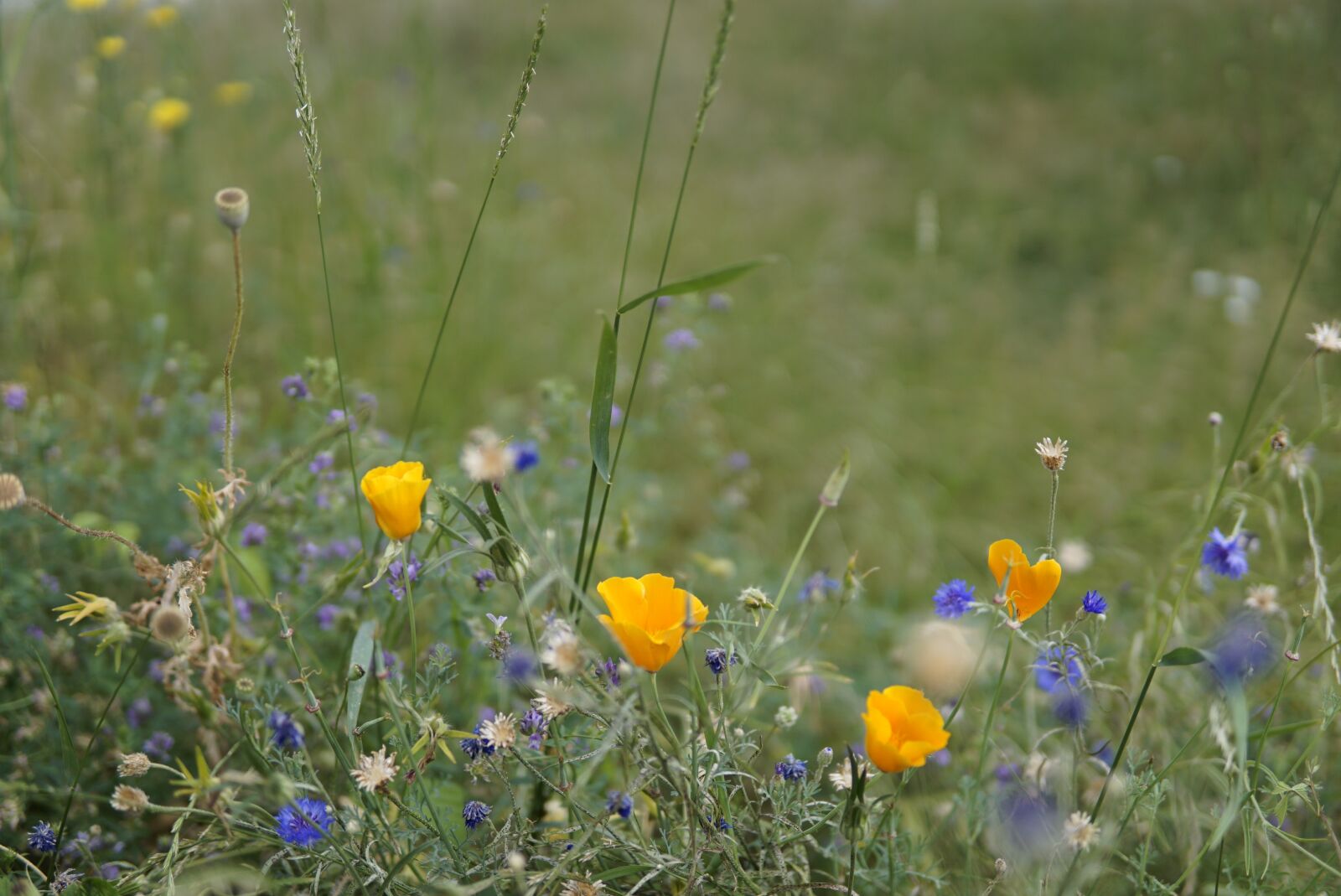 30mm F1.4 DC DN | Contemporary 016 sample photo. Wild flower meadow, wild photography