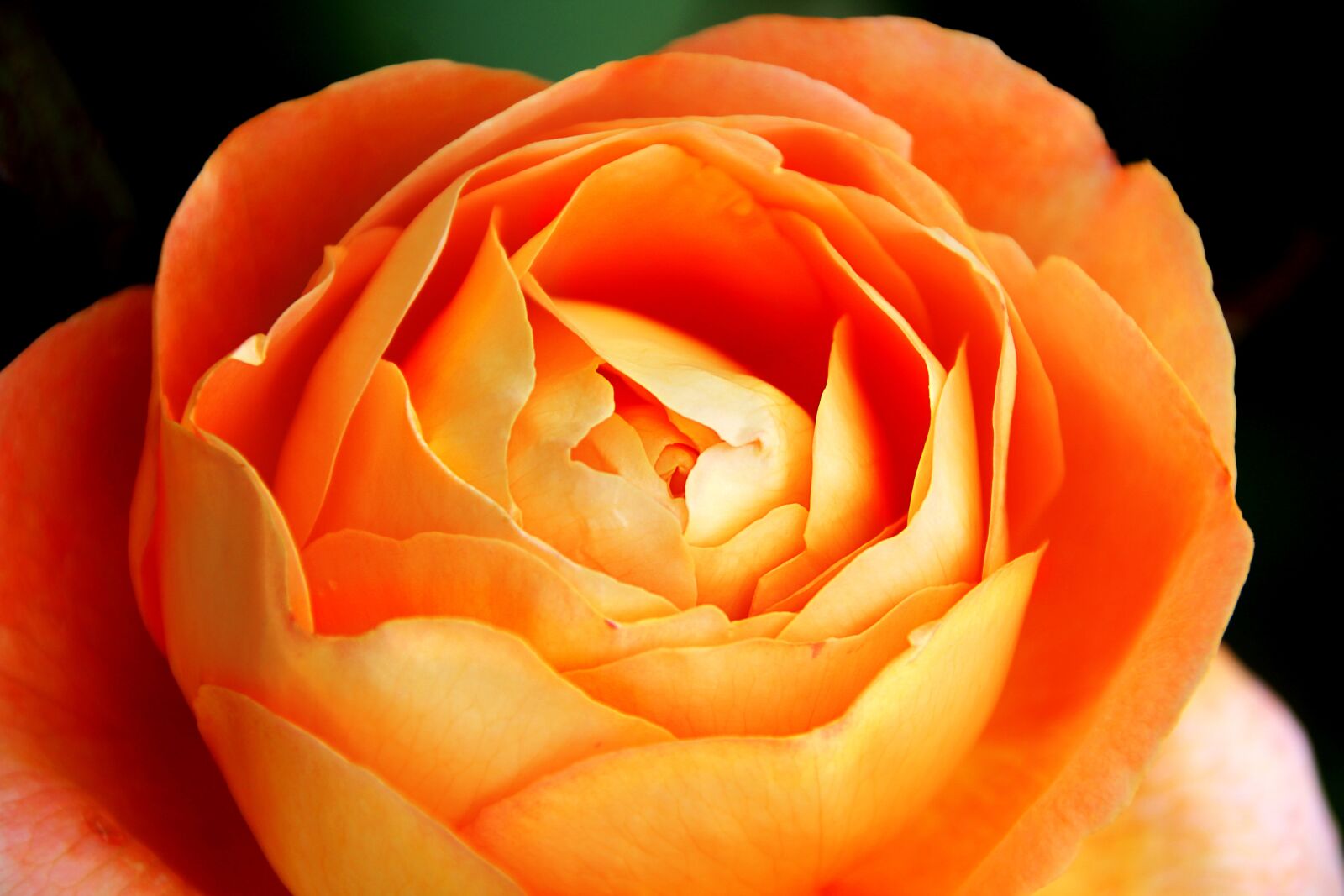 Canon EOS 1300D (EOS Rebel T6 / EOS Kiss X80) sample photo. Rose, orange, blossom photography