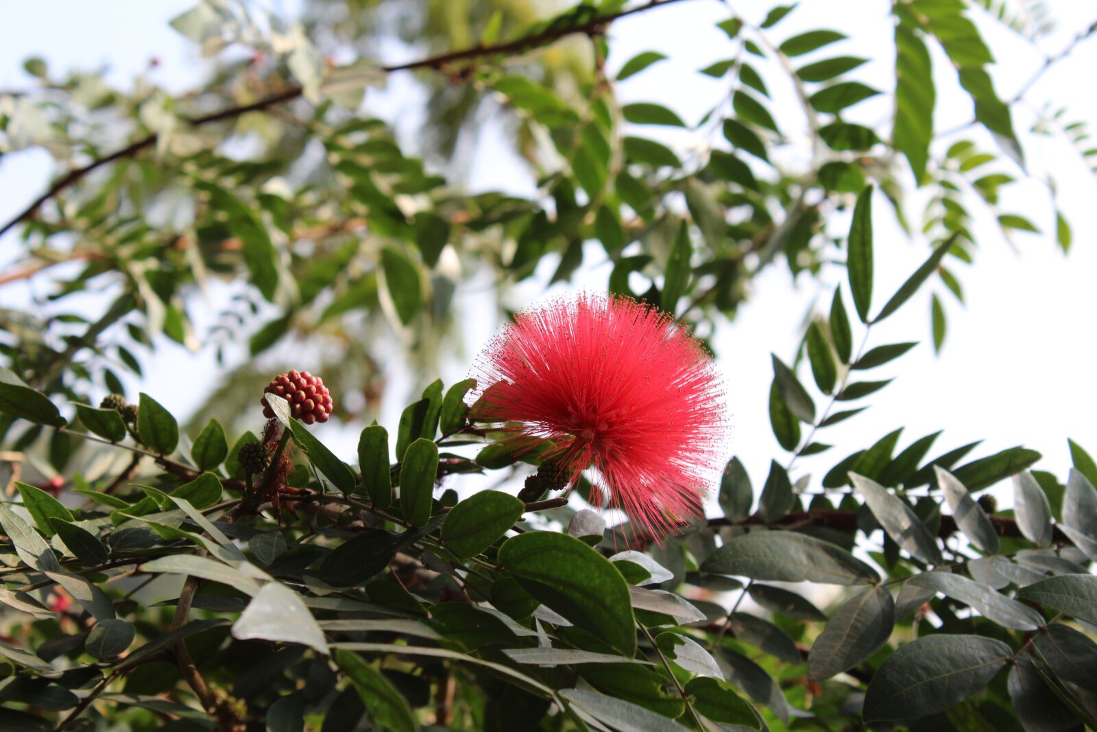 Canon EOS 1200D (EOS Rebel T5 / EOS Kiss X70 / EOS Hi) sample photo. Flower, lalbagh, garden photography