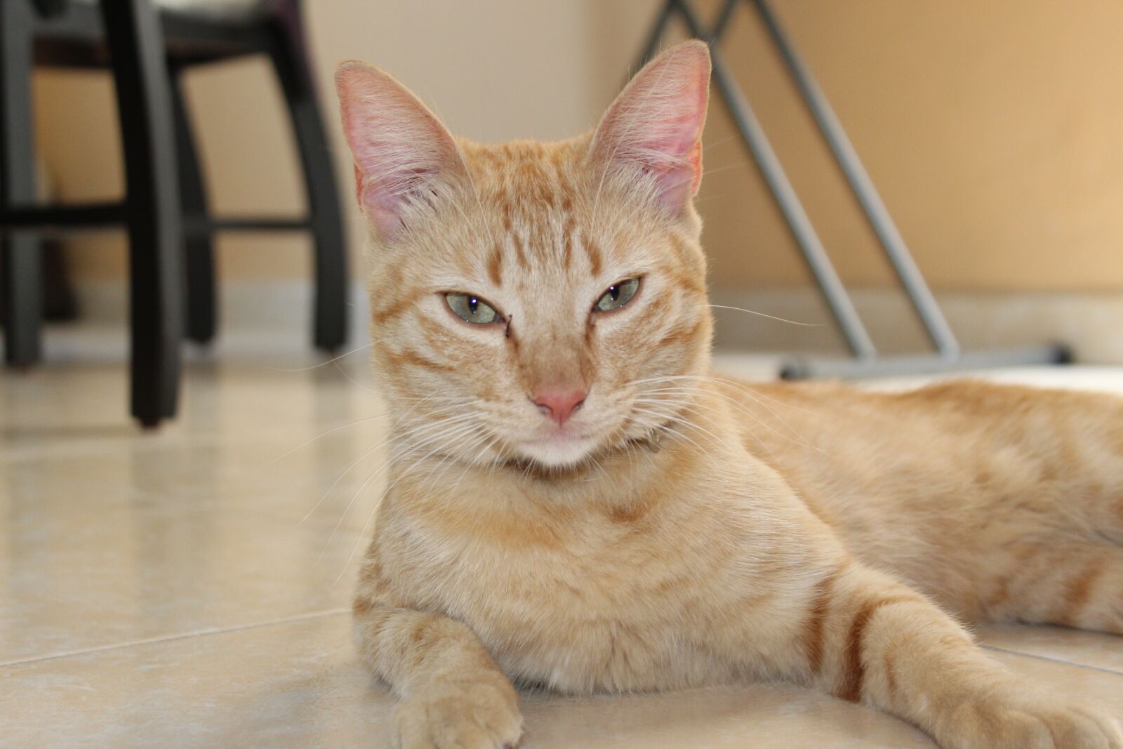 Canon EOS 1300D (EOS Rebel T6 / EOS Kiss X80) sample photo. Cat, animals, predator photography