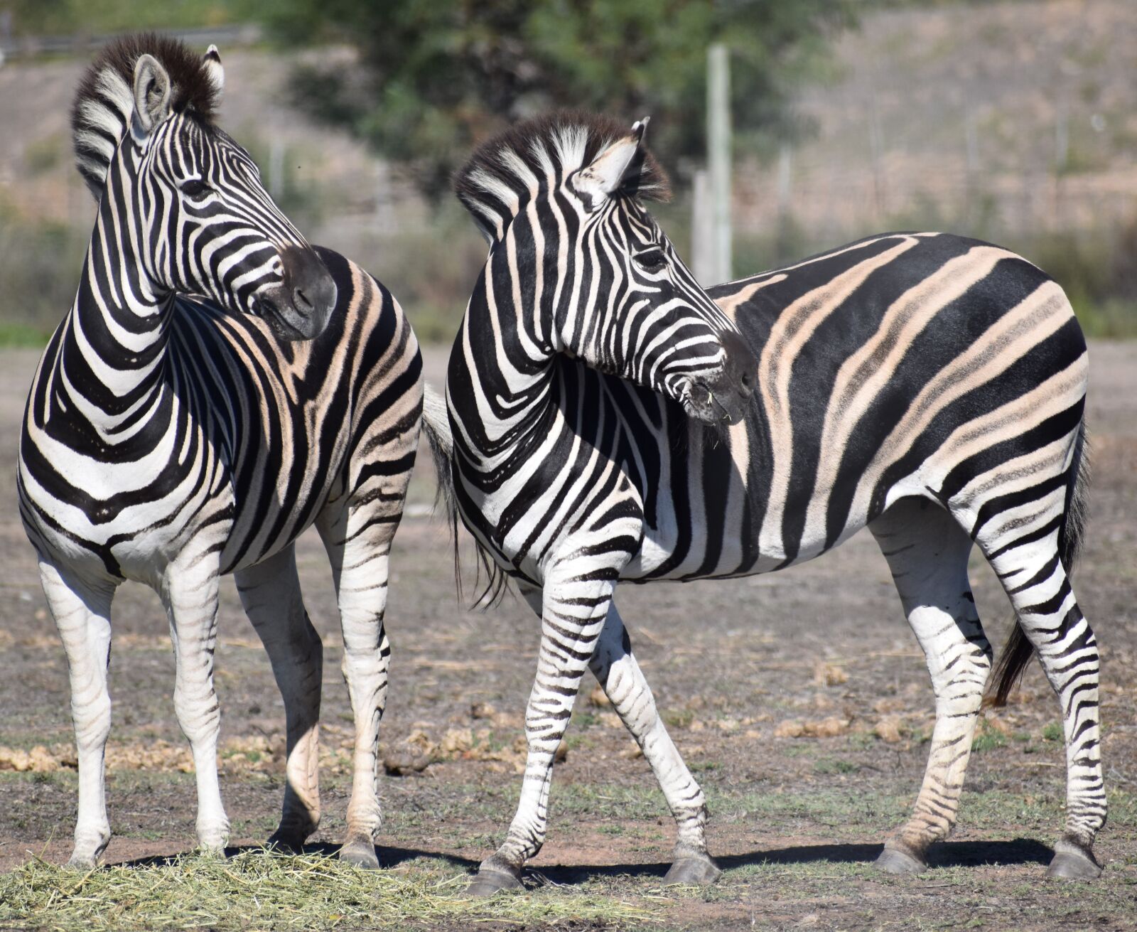 Nikon D5500 sample photo. Zebra, equid, safari photography