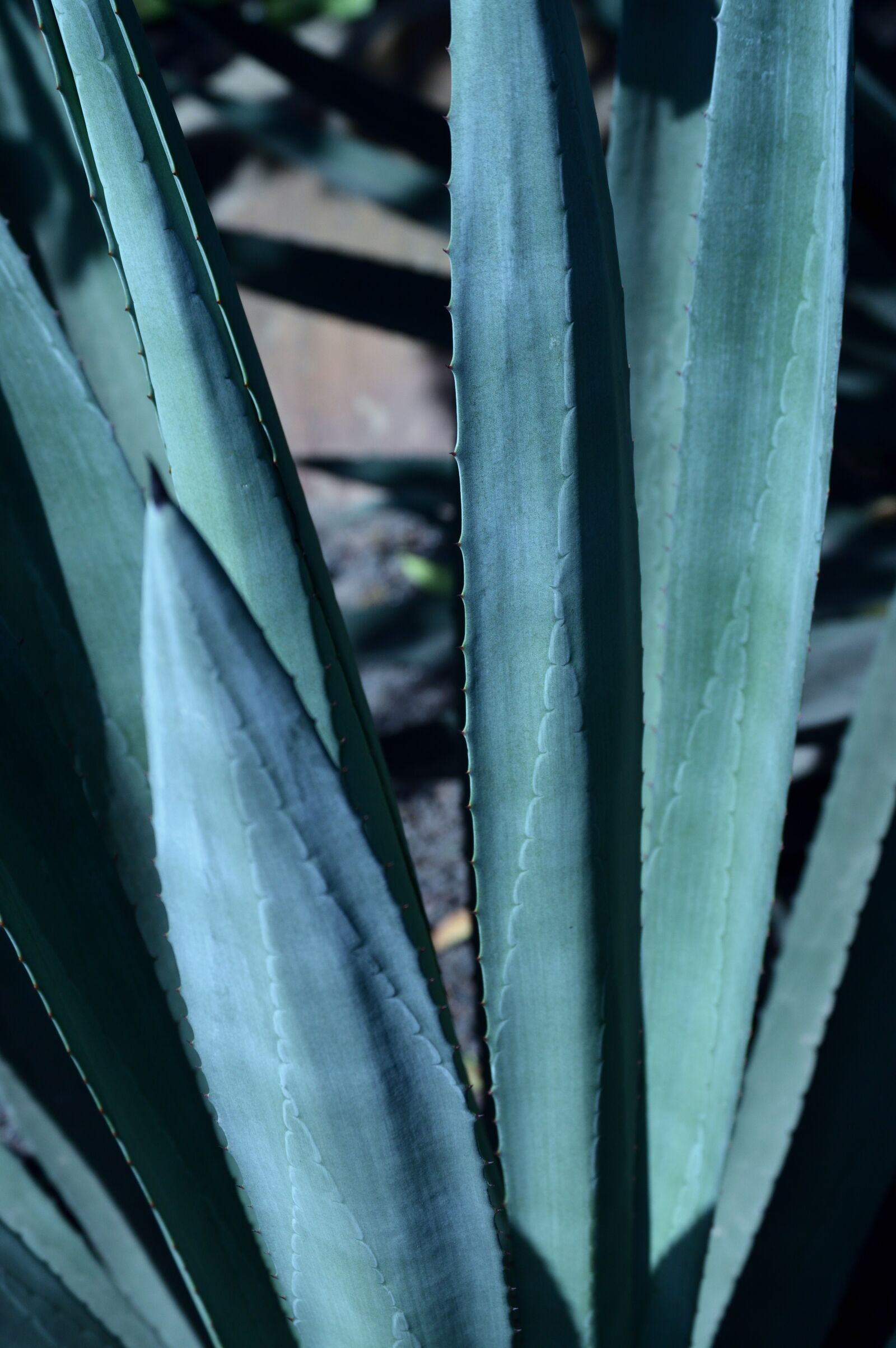 Nikon D3200 sample photo. Park, outdoors, agave photography