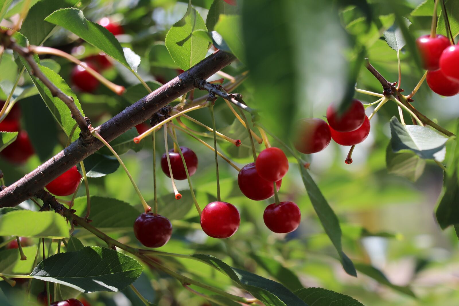 Canon EF-S 18-135mm F3.5-5.6 IS USM sample photo. Cherries, fruit, cherry photography