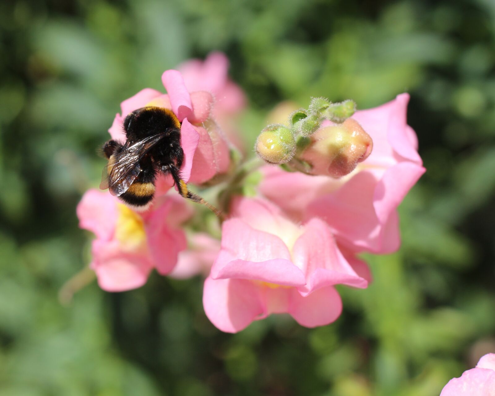 Canon EOS 700D (EOS Rebel T5i / EOS Kiss X7i) sample photo. Insect, bumblebee, nature photography