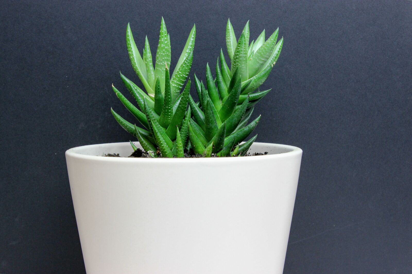 Canon EOS 600D (Rebel EOS T3i / EOS Kiss X5) sample photo. Cactus, black background, white photography