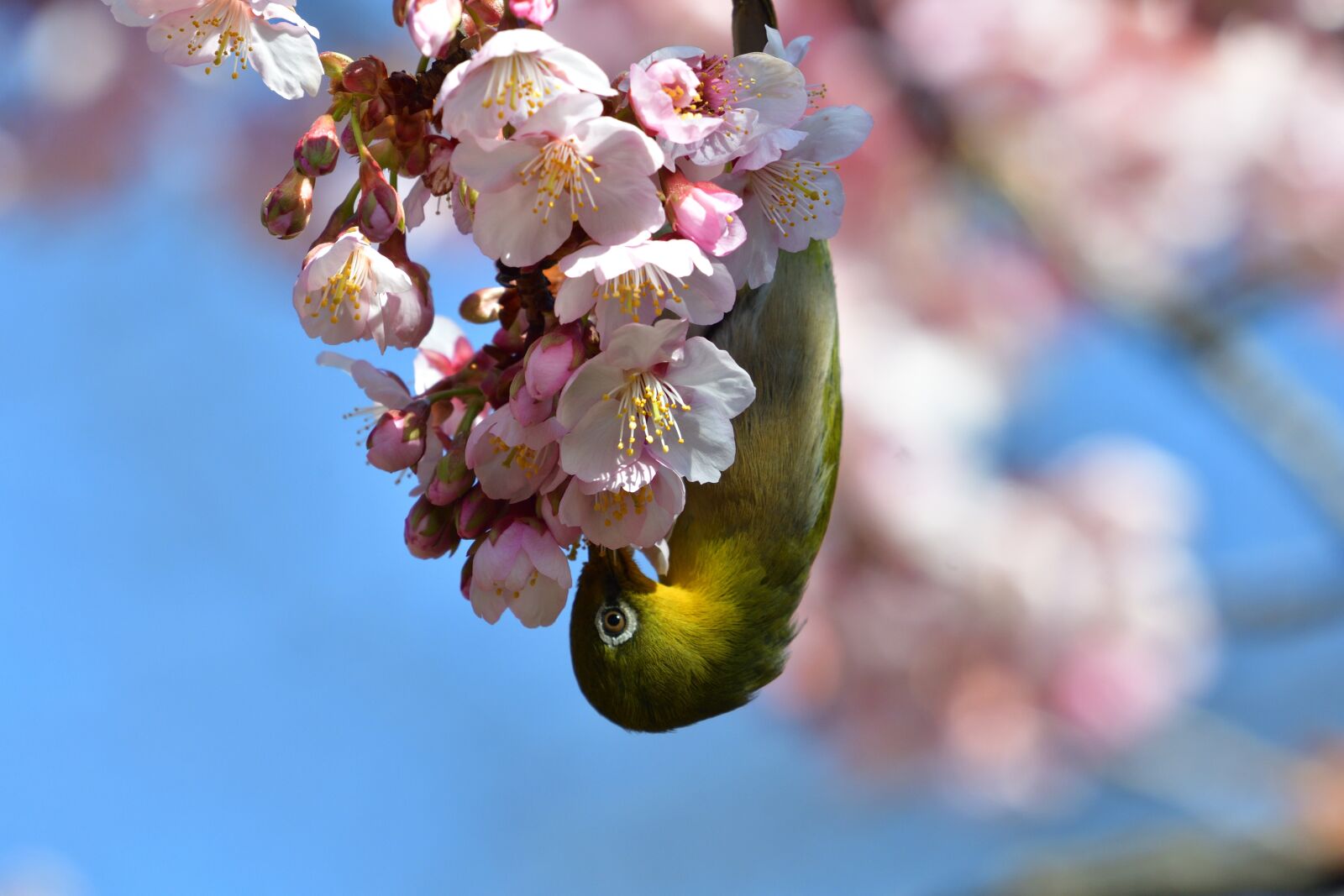 Nikon D500 sample photo. Flowers, branch, natural photography