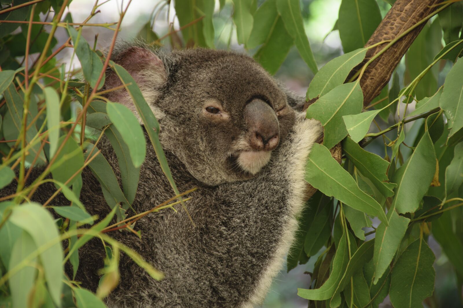 Nikon D5300 sample photo. Koala, australia, tree photography