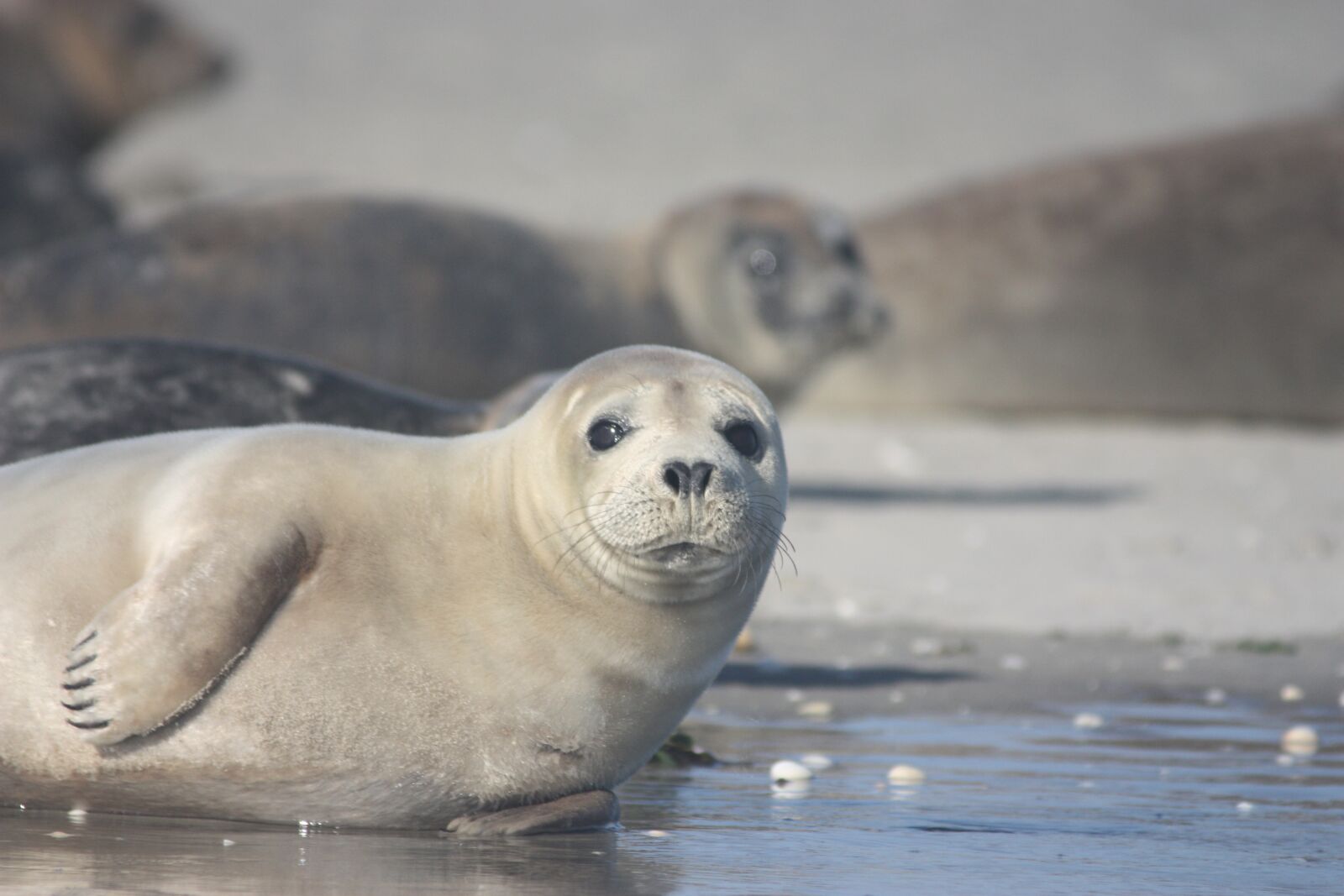 Canon EOS 450D (EOS Rebel XSi / EOS Kiss X2) sample photo. Grey seal, nature, mammals photography