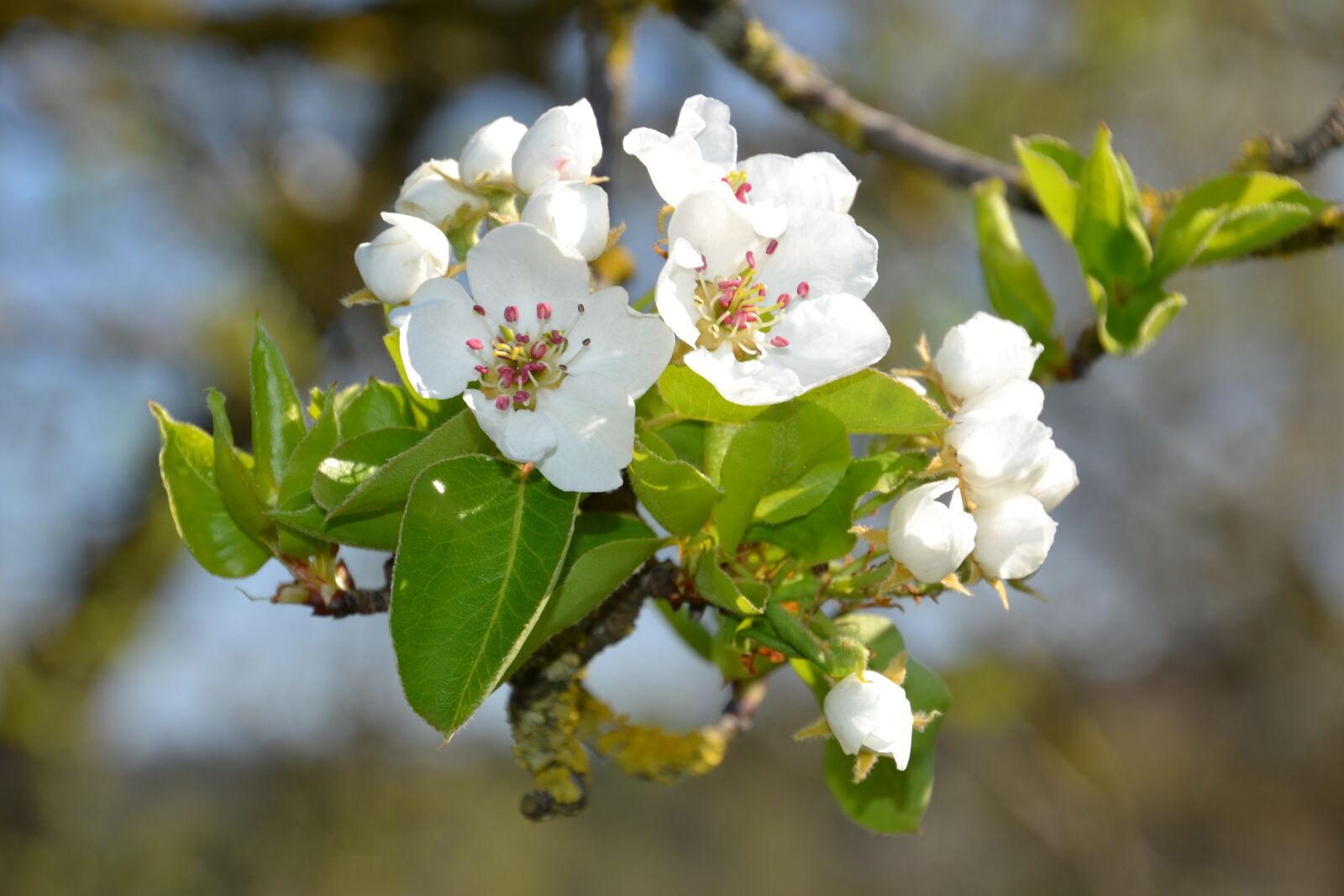 Nikon D3100 sample photo. Tree, flowers, spring photography