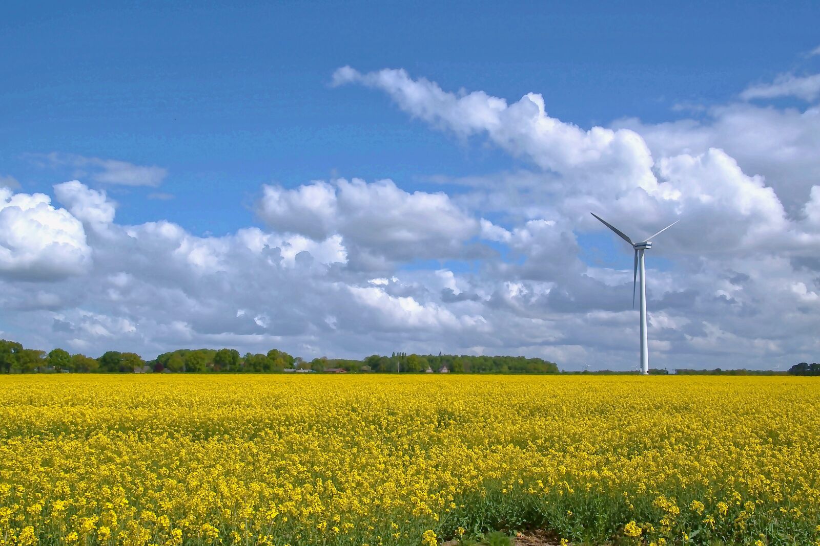 Nikon D5600 sample photo. Field of rapeseeds, oilseed photography