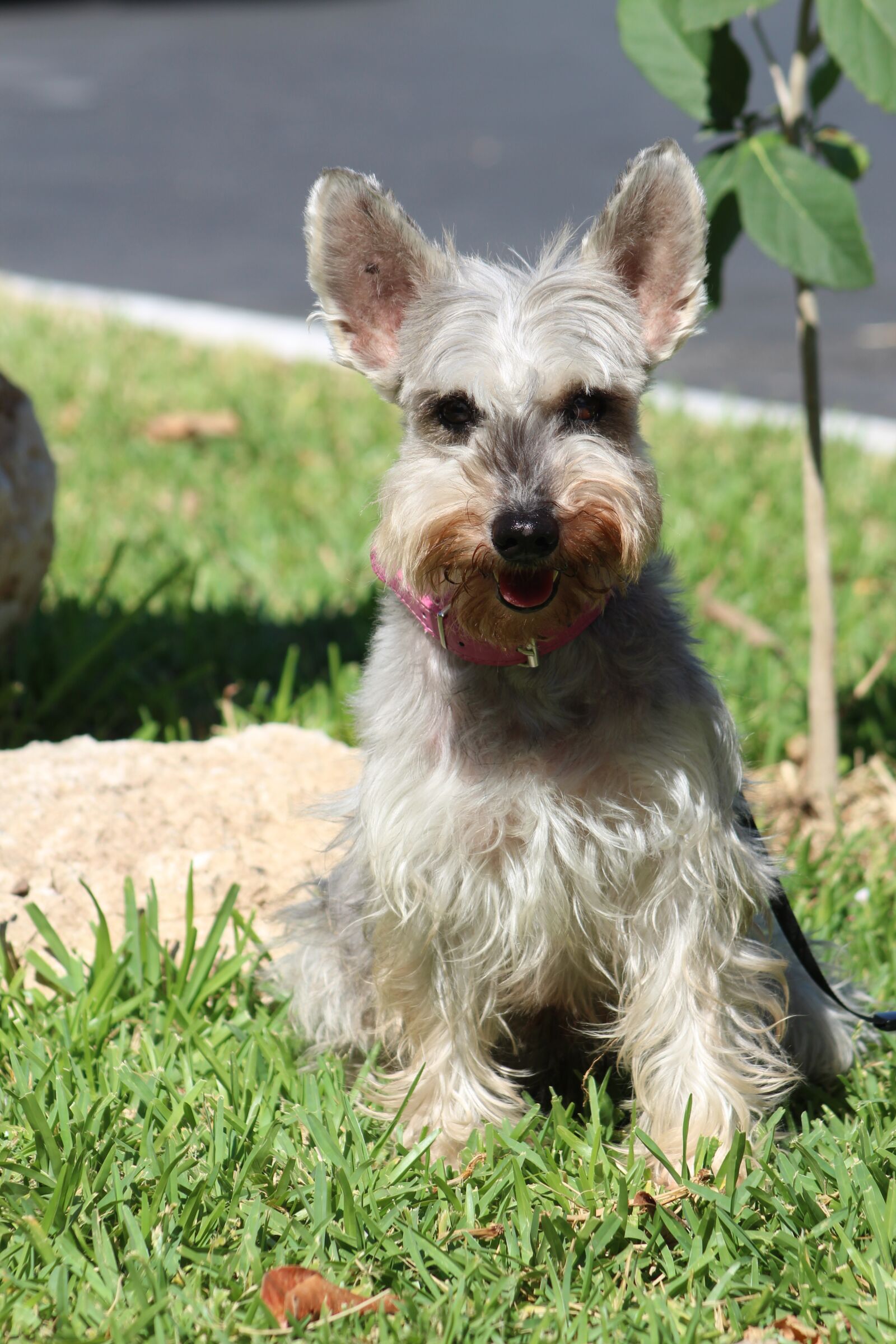 Canon EF75-300mm f/4-5.6 sample photo. Scottish terrier, schnauzer, happy photography