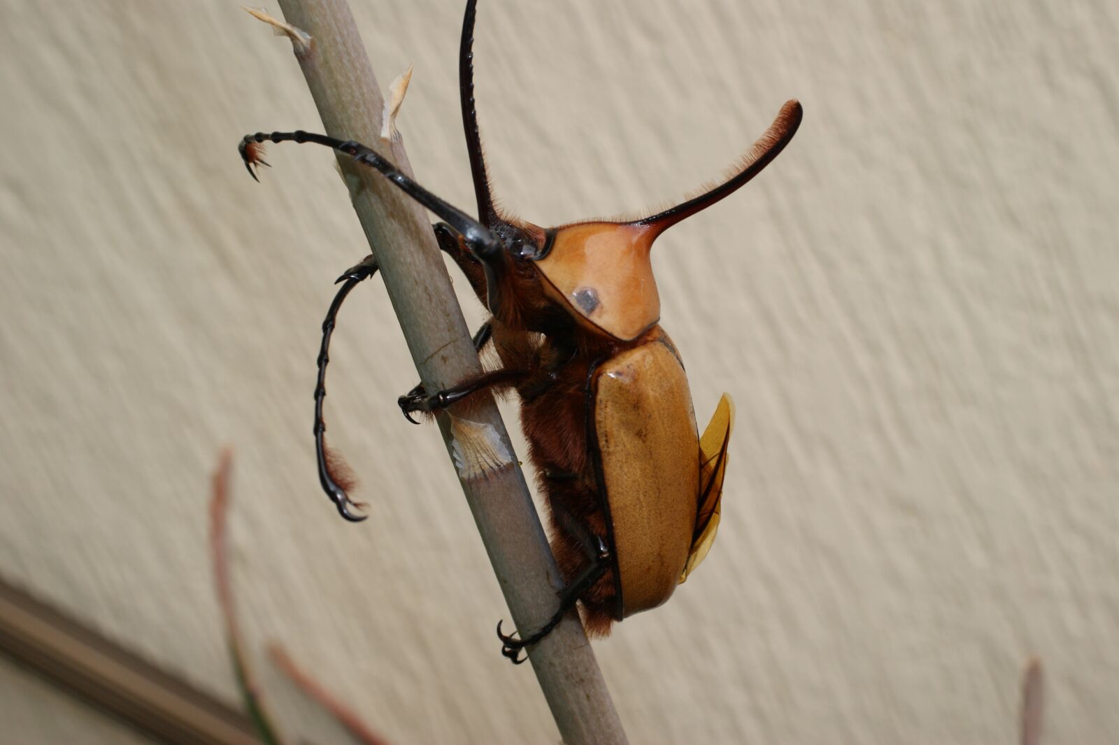 Sony Alpha DSLR-A390 sample photo. The, india, insects photography