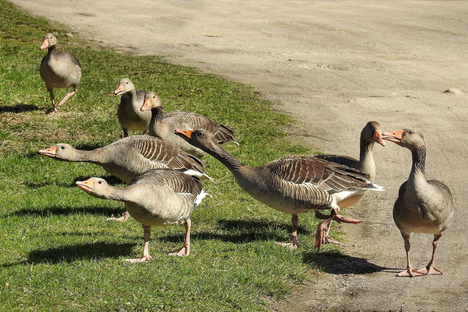 Nikon Coolpix P900 sample photo. Wild geese, grey geese photography