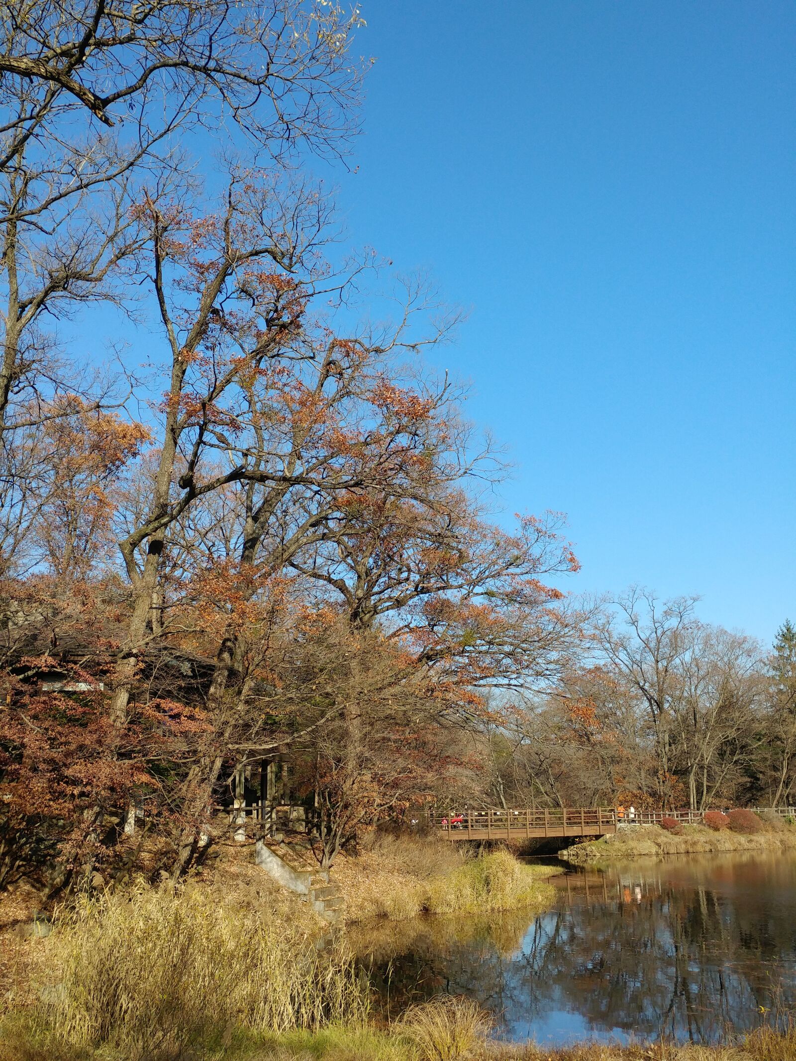 LG G5 sample photo. Wood, nature, scenery photography