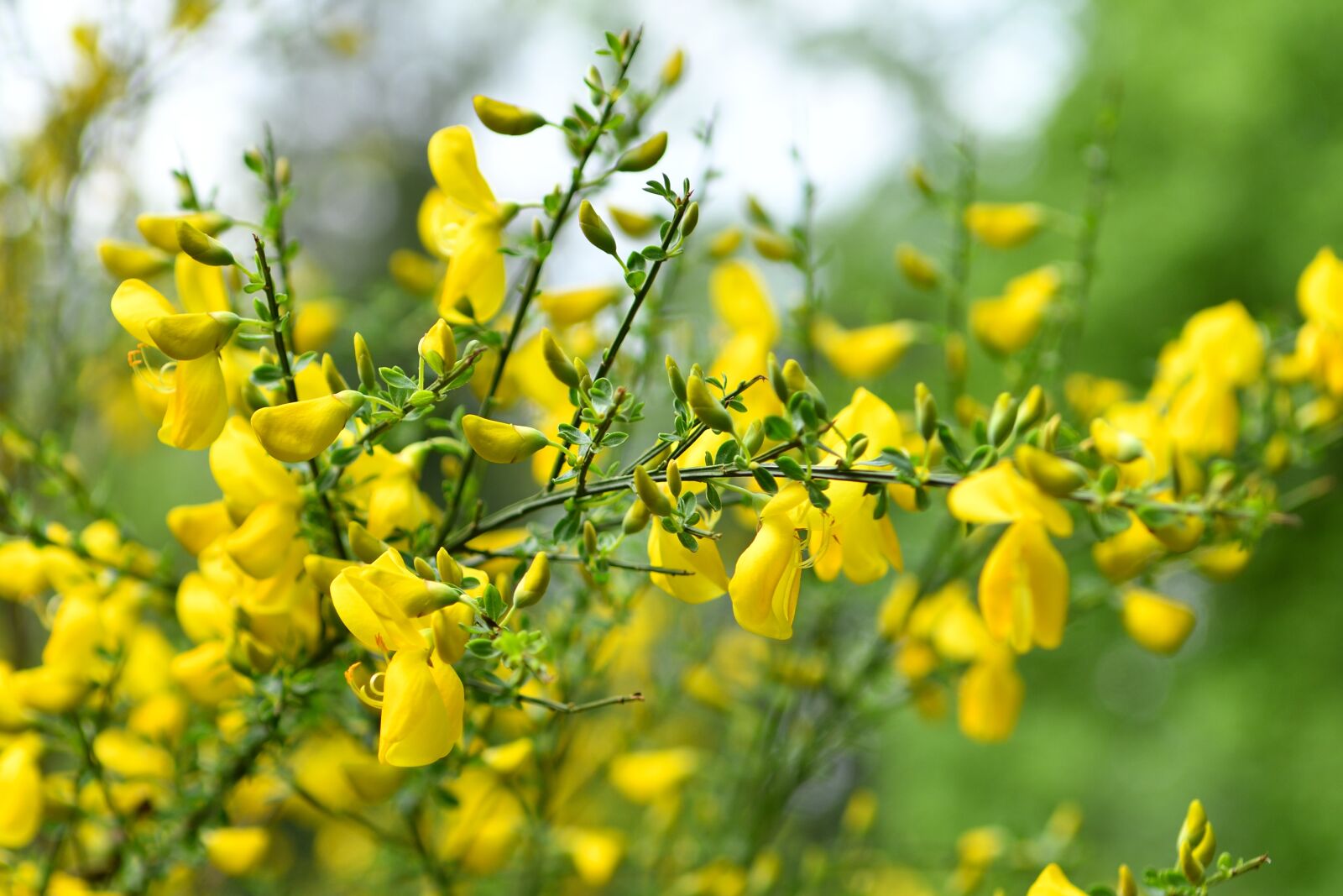 Nikon D500 sample photo. Blooms, bush, spring photography