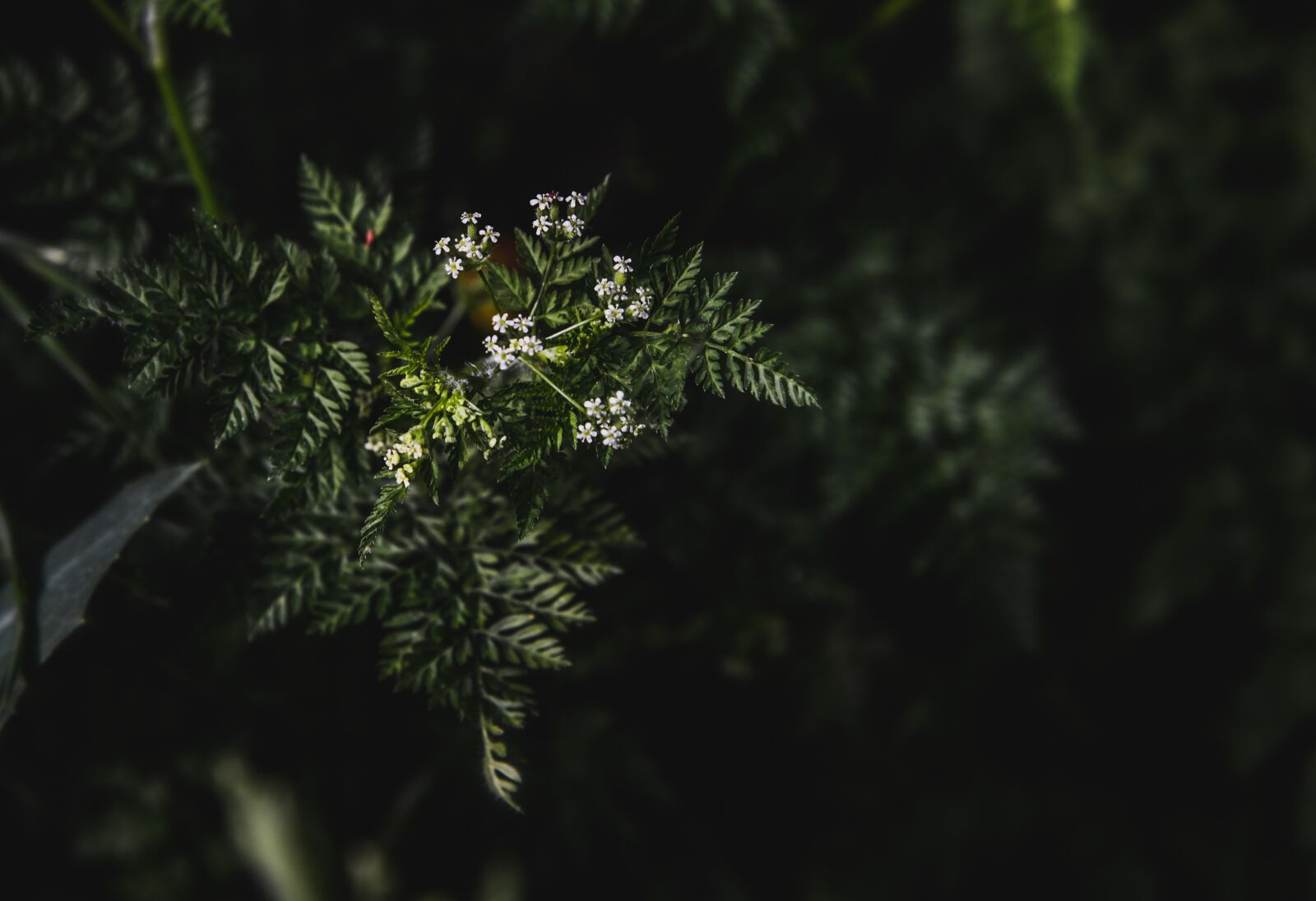 Nikon D610 sample photo. Plant, forest, fern photography