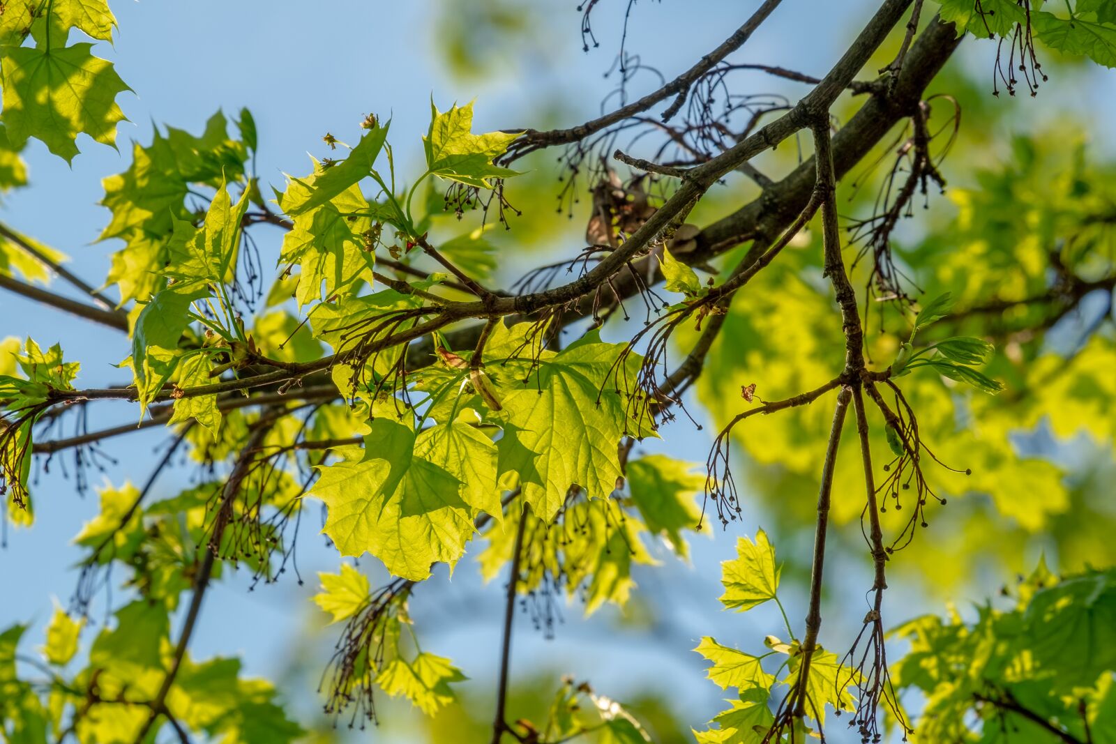 Fujifilm XF 55-200mm F3.5-4.8 R LM OIS sample photo. Maple, leaves, branch photography