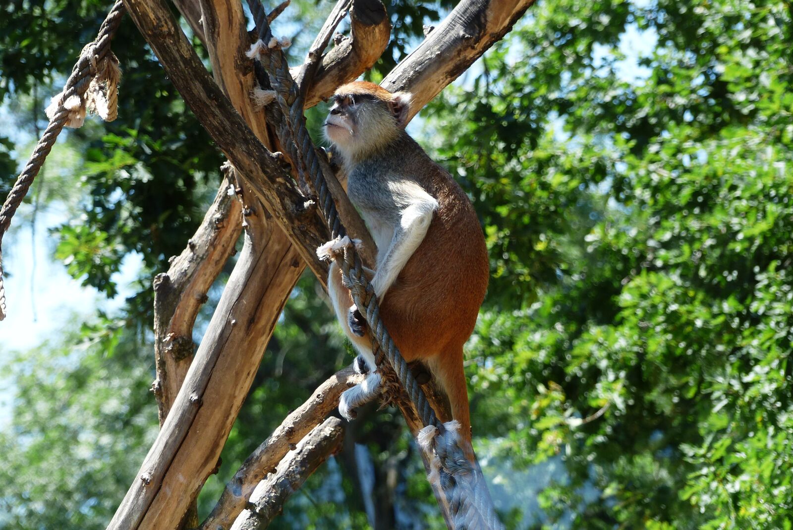 Panasonic Lumix DMC-FZ200 sample photo. Monkey, nature, animal photography