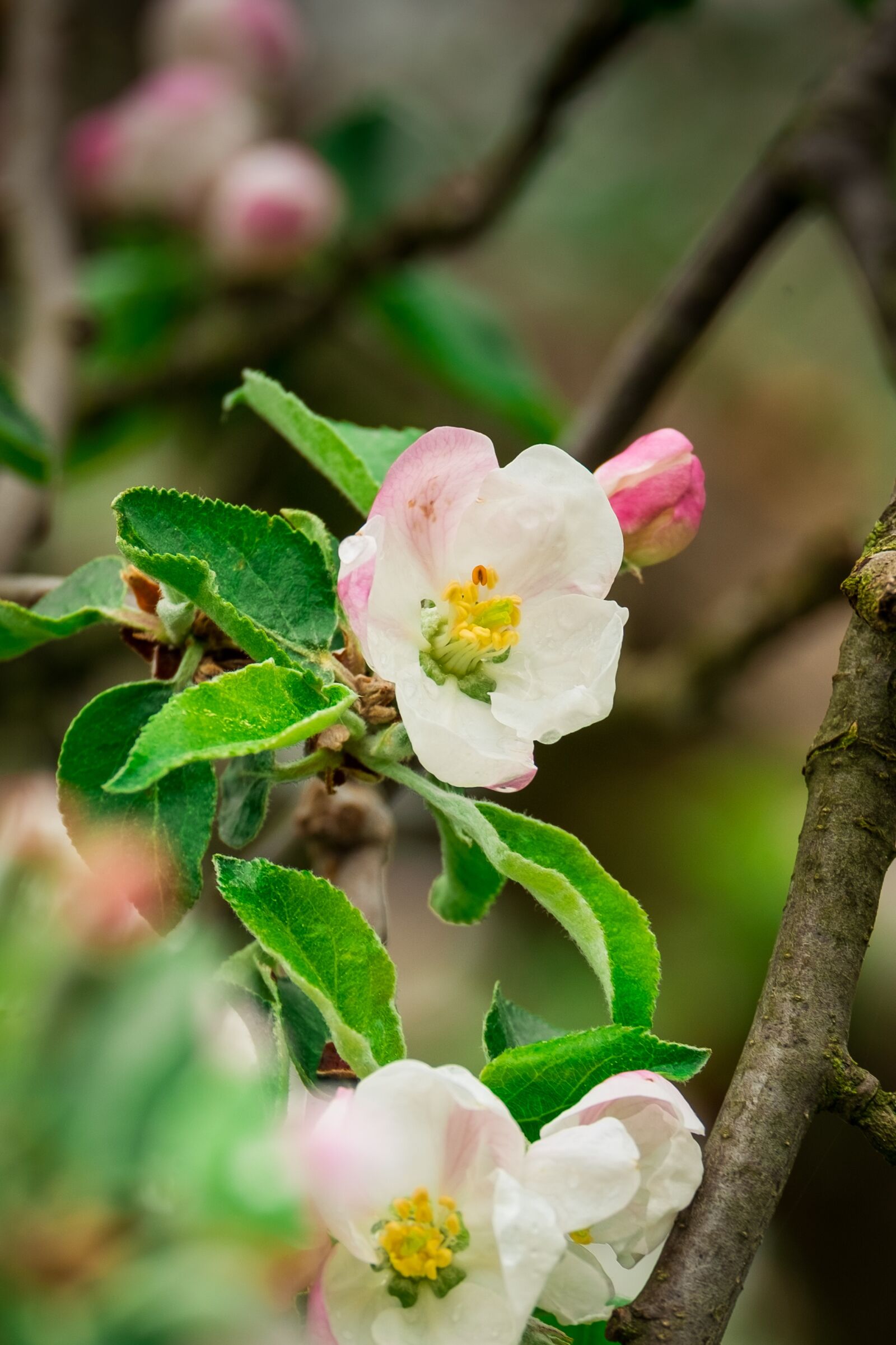 Fujifilm X-T10 + Fujifilm XF 55-200mm F3.5-4.8 R LM OIS sample photo. Flower, apple, spring photography